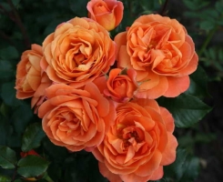 Роза флорибунда Феникс (Phoenix)