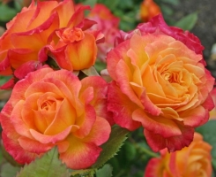 Роза Флорибунда Гартеншпасс (Gartenspass)