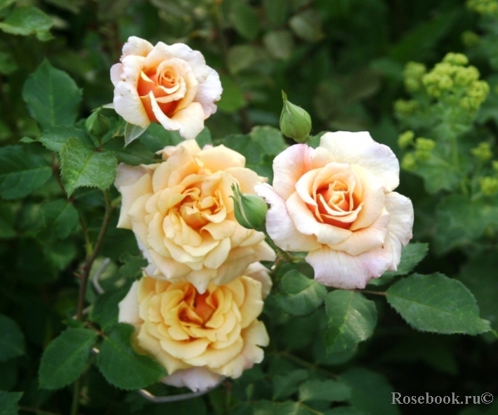 Роза парковая Карамелла (Caramella )