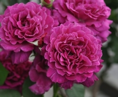 Роза японская Вагулетте (Vaguelette)