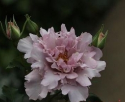 Роза японская Кутюр Тилия (Couture Rose Tilia)