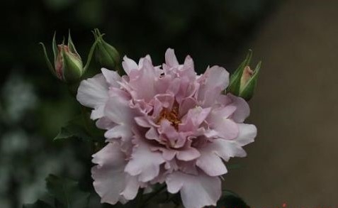 Роза японская Кутюр Тилия (Couture Rose Tilia)
