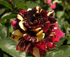 Роза чайно-гибридная Абра-Кадабра (Abracadabra)