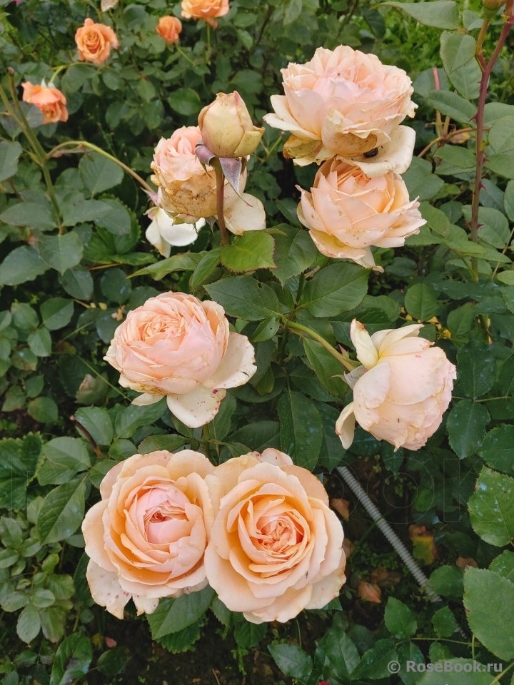 Роза чайно-гибридная Анаэ (Anahe)