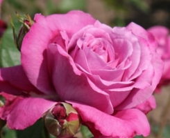 Роза чайно-гибридная Блю Парфюм (Blue Parfum)