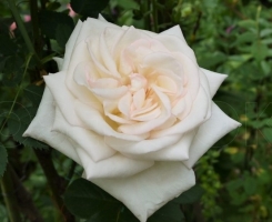 Роза чайно-гибридная Вайт Охара (White O'Hara)