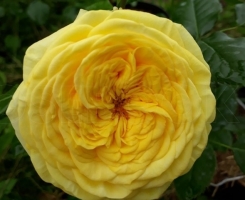 Роза чайно-гибридная Гарден Лемон Помпом (Garden Lemon Pompom)