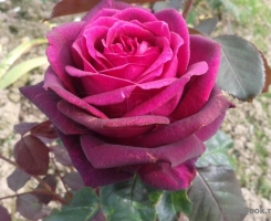 Роза чайно-гибридная Графиня Диана (Grafin Diana)