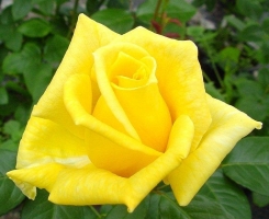 Роза чайно-гибридная Ландора (Landora, Sunblest)