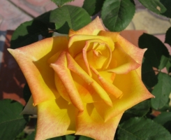 Роза чайно-гибридная Мохана (Mohana)