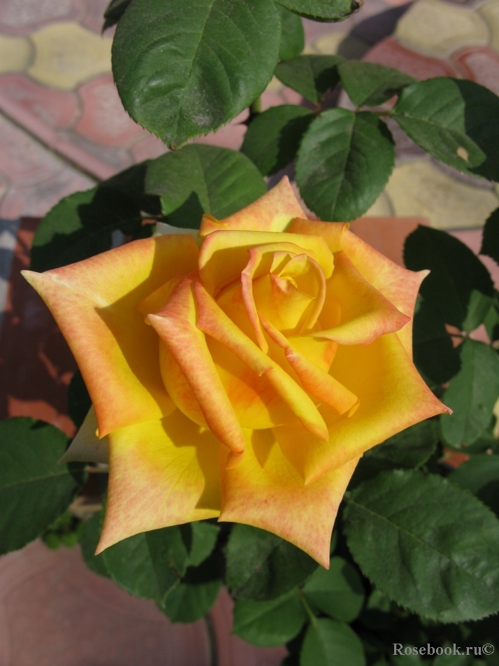 Роза чайно-гибридная Мохана (Mohana)