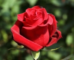 Роза чайно-гибридная Роял Массай (Royal Massay)