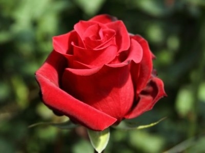 Роза чайно-гибридная Роял Массай (Royal Massay)