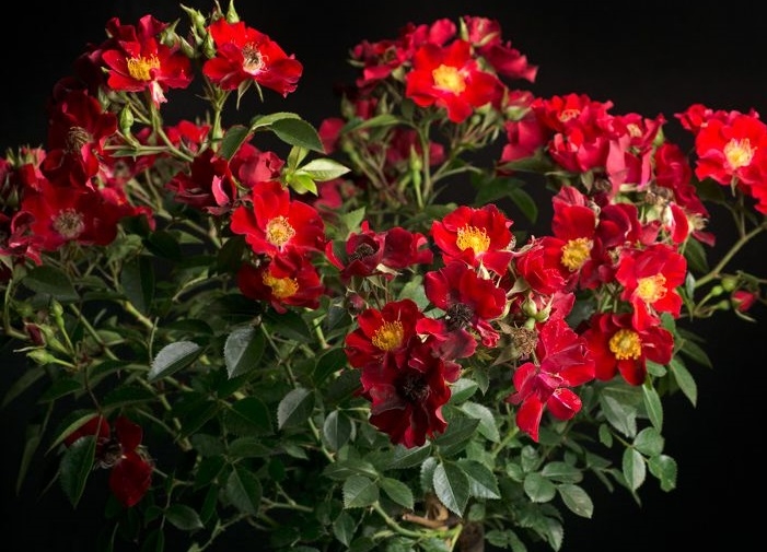 Роза почвопокровная Биненвайде рут (Bienenweide Rot (Bee's Paradise Red)