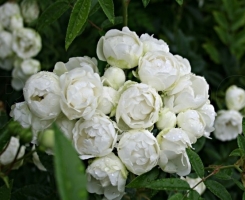 Роза мини шраб Вайт Морсдаг (White Morsdag)