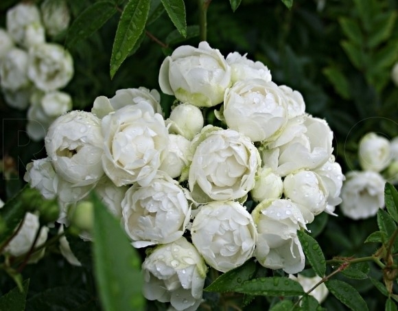 Роза мини шраб Вайт Морсдаг (White Morsdag)