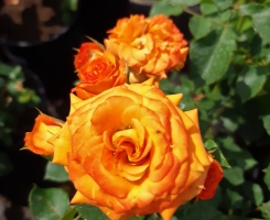 Роза спрей Желто-оранжевый