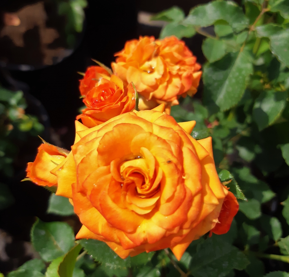 Роза спрей Желто-оранжевый