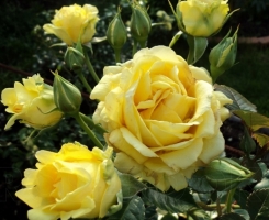 Роза плетистая Зоммергольд (Sommergold)