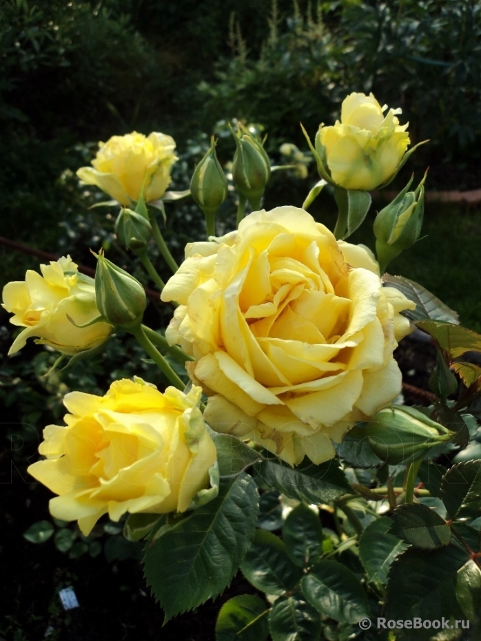 Роза плетистая Зоммергольд (Sommergold)