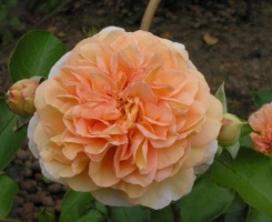 Роза флорибунда Зангерхаузер Юбиляумсрозе (Sangerhauser Jubilaumsrose)