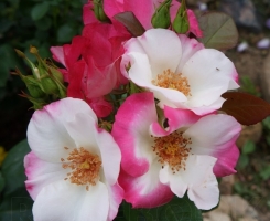 Роза флорибунда Окки ди Фата (Occhi di Fata)