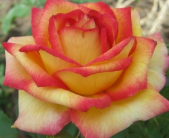Роза флорибунда Тутти-Фрутти