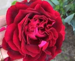 Роза парковая Изабель Ренессанс (Isabelle Renaissance)