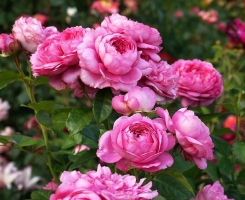Роза парковая Шанталь Мерьё (Chantal Merieux)