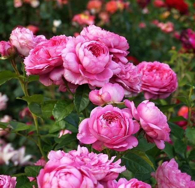 Роза парковая Шанталь Мерьё (Chantal Merieux)