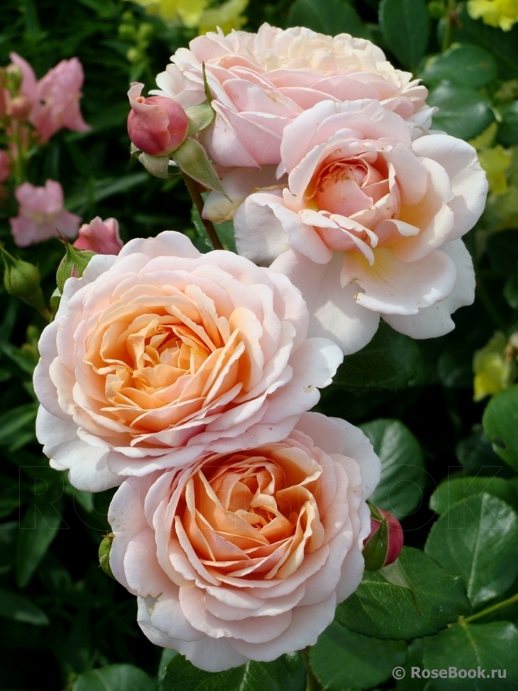 Роза парковая Элизабет Стюарт (Elizabeth Stuart)
