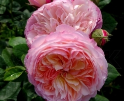 Роза английская Констанс (Constance)