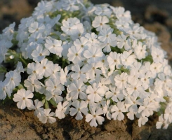 Флокс шиловидный White delight (Вайт Делайт)