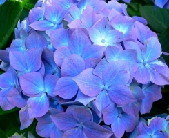 Гортензия крупнолистная Blauer Zwerg (Блау Цверг)