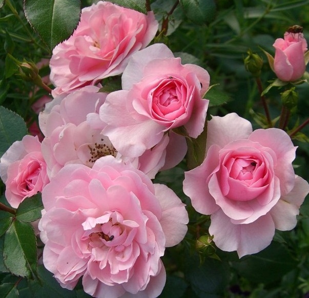 Роза флорибунда Боника (Bonica 82)