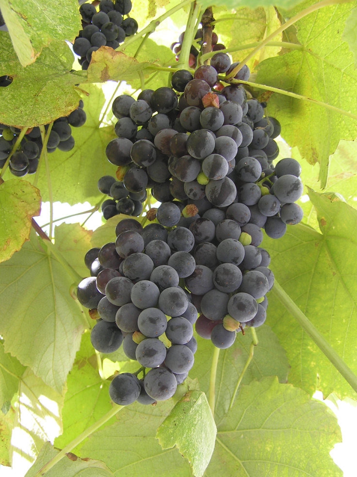 Виноград Изабелла (винный) НЕУКРЫВНОЙ