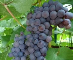 Виноград Триумф амурский (винный)