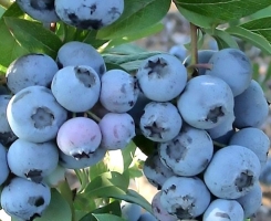 Голубика садовая Чандлер с2