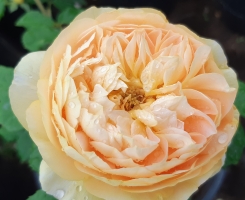 Роза парковая Голден Зест (Сан Иде Жардин, Golden Zest, 100 Idees Jardin)
