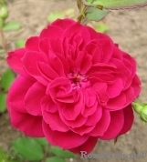 Роза парковая канадская Квадра (Quadra)