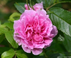 Роза неукрывная канадская Тереза Багнет (Therese Bugnet)
