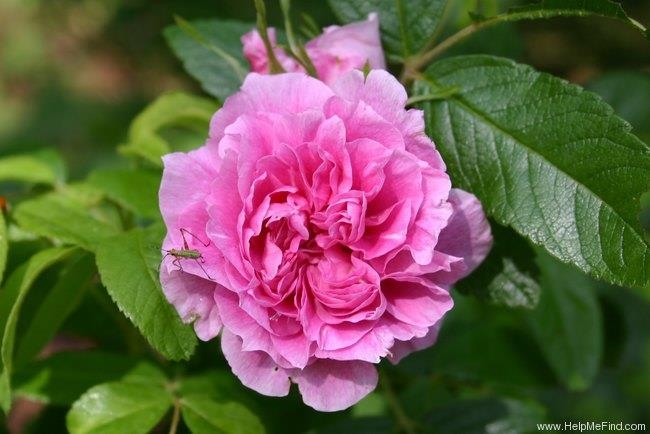 Роза неукрывная канадская Тереза Багнет (Therese Bugnet)