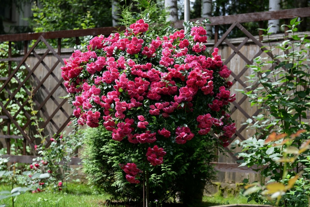 Роза штамбовая Альберих (Alberich) РА 90