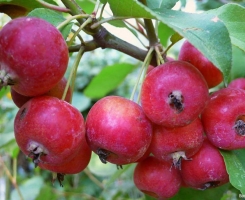 Яблоня Китайка красная (осень)