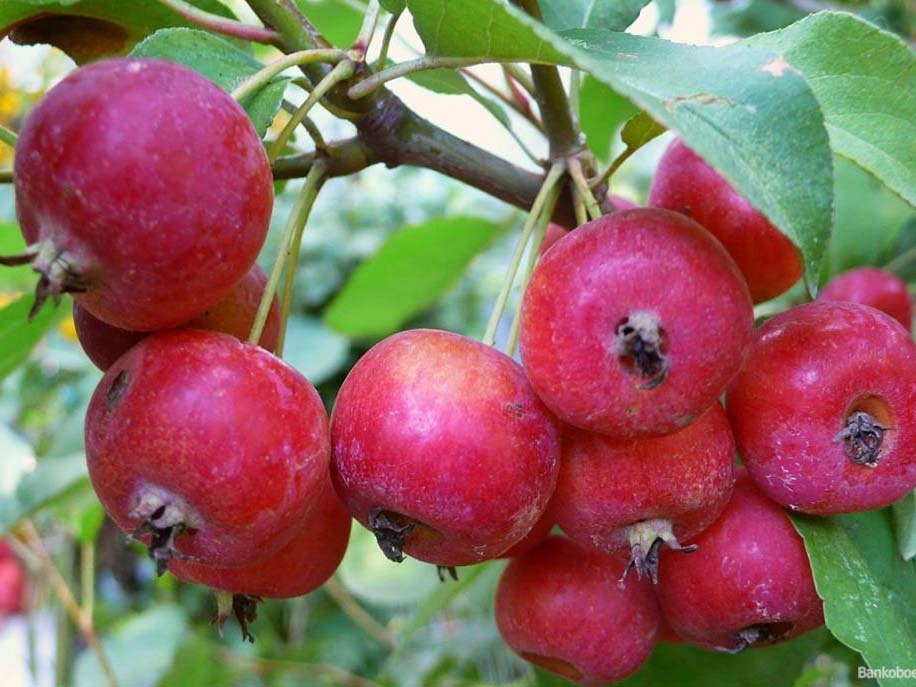 Яблоня Китайка красная (осень)