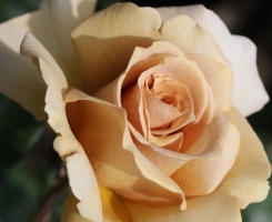 Роза японская Эвентайл д'Ор (Eventail d'or)