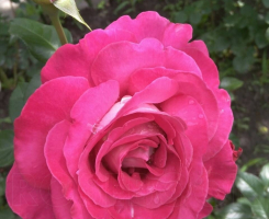 Роза чайно-гибридная Барон Эдмон Ротшильд (Barone Edmond de Rothschild )