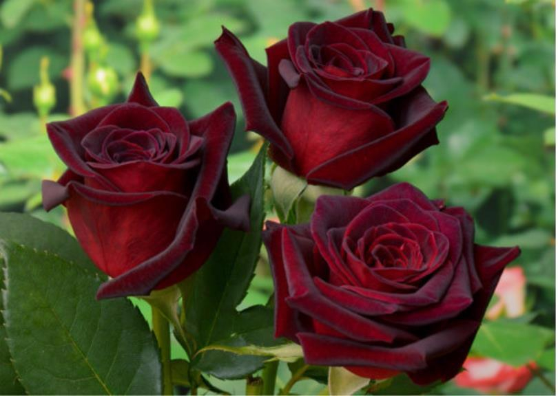 Роза чайно-гибридная Блек Бьюти (Black Beauty )