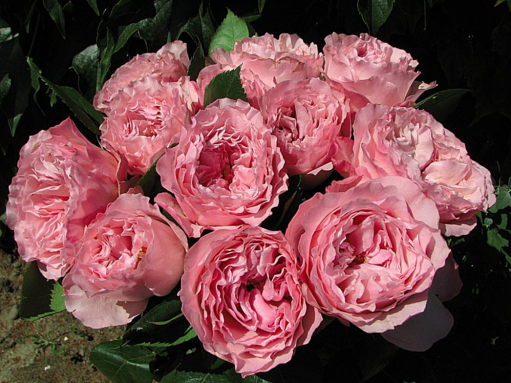 Роза чайно-гибридная Майра (Mayra's Rose )