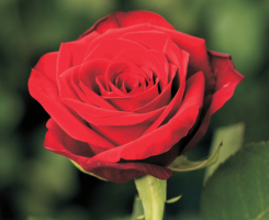 Роза чайно-гибридная Ред Наоми ( Red Naomi )